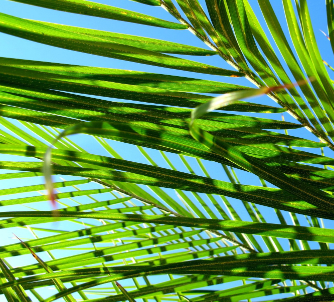 “On Palm Sunday” – Rev. George Dole