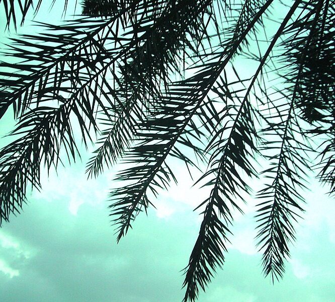 “On Palm Sunday” – Rev. George Dole