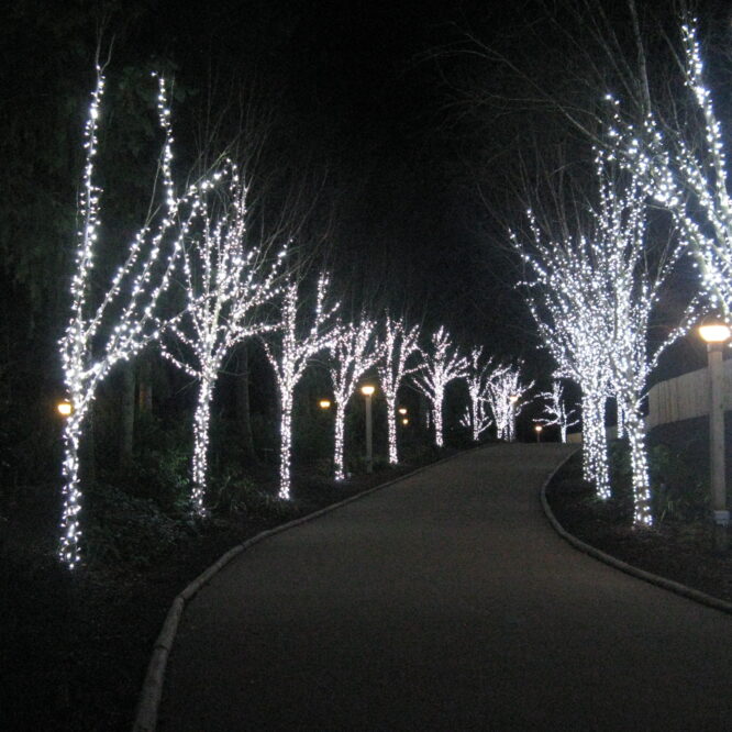 Walking on the Path of Light this Christmas