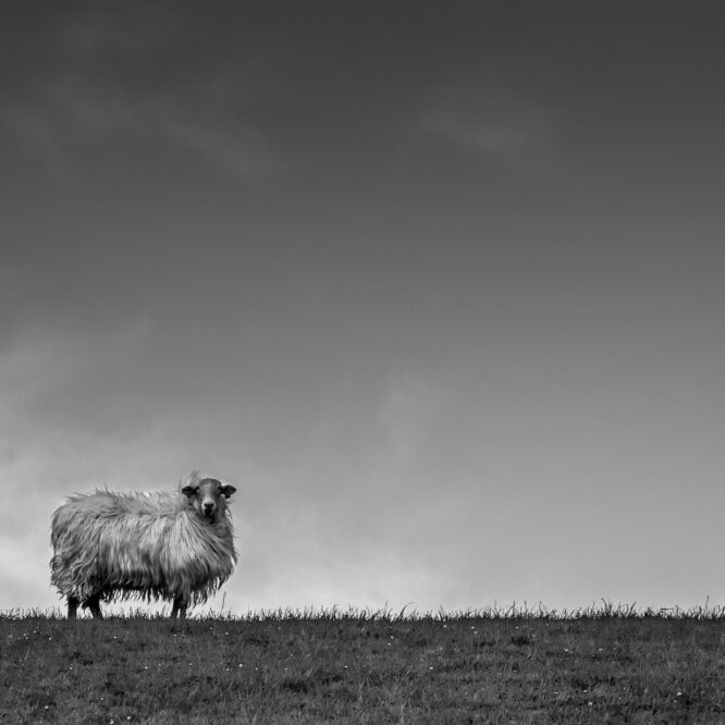 While Shepherds Watched Their Flock at Night