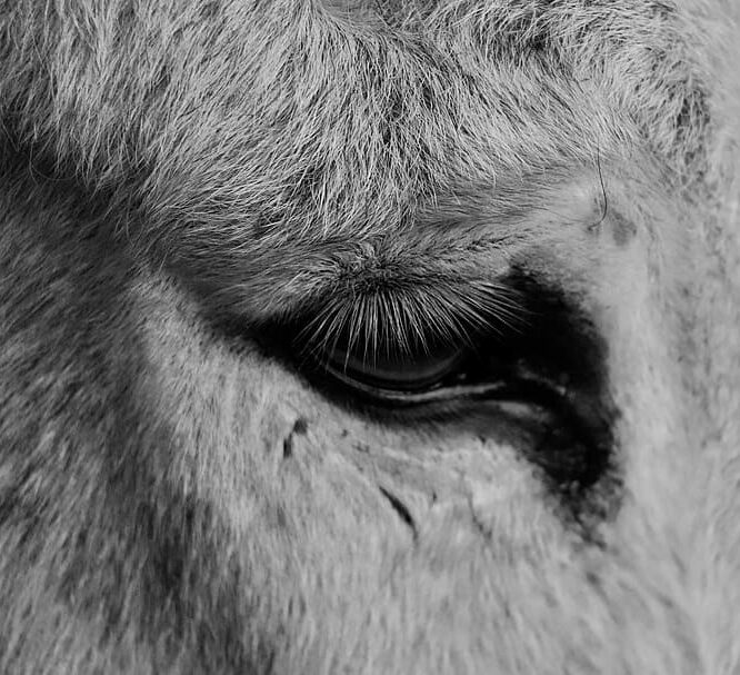 Palm Sunday: The Donkey’s Story